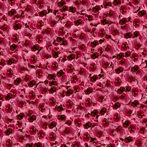 Meet your Posher, Lilly